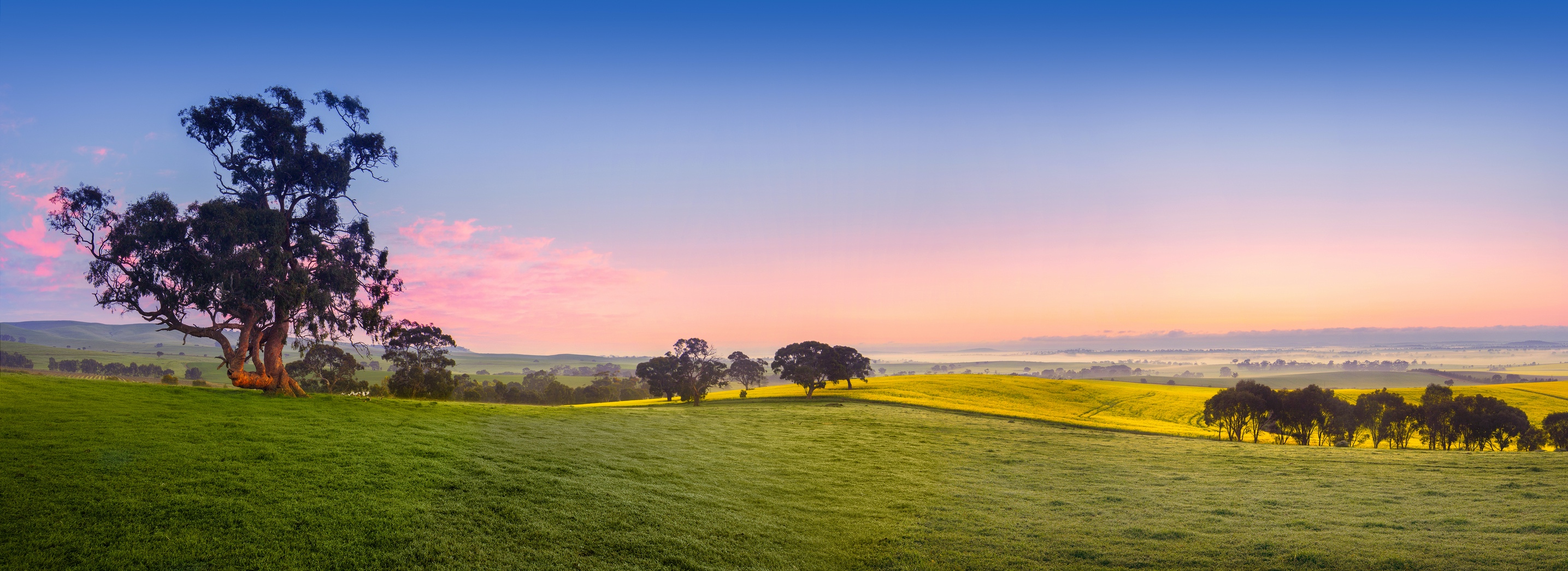 A field in the Clare Valley, South Australia – by Ben Goode