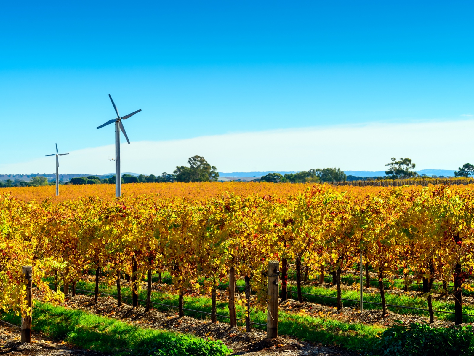 Riverland Vineyard in Autumn, South Australia – by Andrey Moisseyev